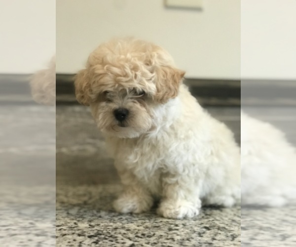 Medium Photo #9 Zuchon Puppy For Sale in PEMBROKE, KY, USA