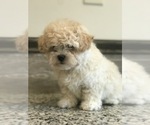 Small Photo #9 Zuchon Puppy For Sale in PEMBROKE, KY, USA