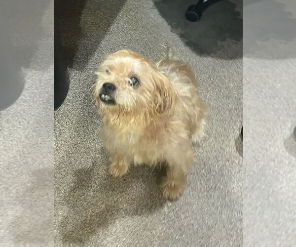 Medium Photo #3 Border Terrier-Norfolk Terrier Mix Puppy For Sale in Sanford, FL, USA