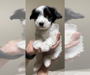 Coton de Tulear Puppy for sale in DALLAS, TX, USA