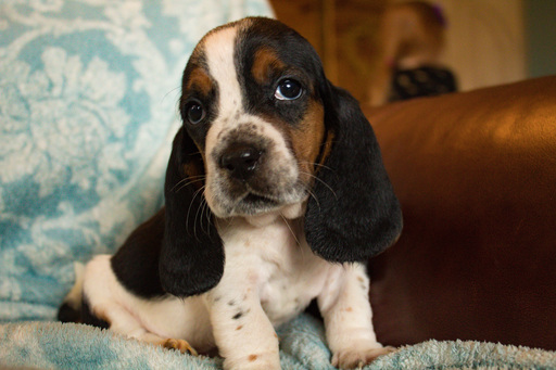 Medium Photo #6 Basset Hound Puppy For Sale in ALFORD, IN, USA