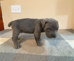 Puppy Violet Cane Corso