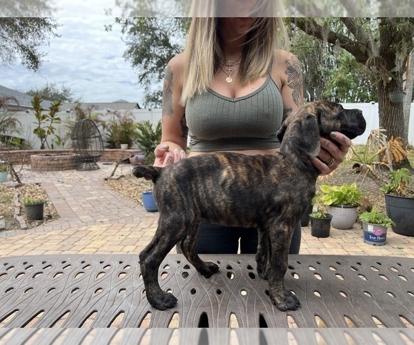 Medium Photo #7 Cane Corso Puppy For Sale in LAND O LAKES, FL, USA