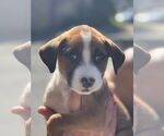 Small #1 Labrador Retriever Mix
