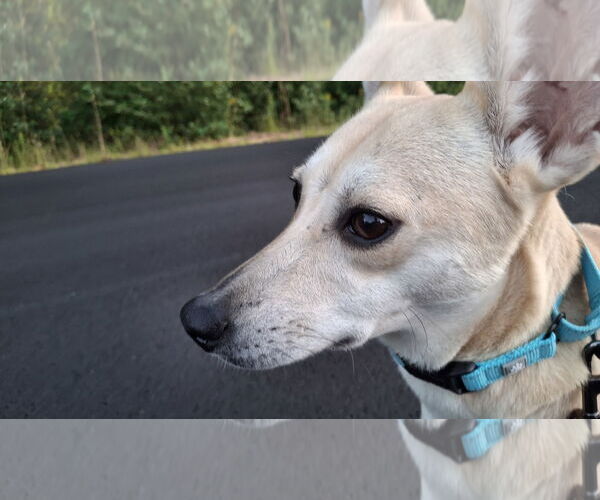 Medium Photo #10 Saluki-Whippet Mix Puppy For Sale in Sebec, ME, USA