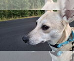 Small #9 Saluki-Whippet Mix