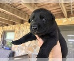 Puppy Puppy 3 German Shepherd Dog