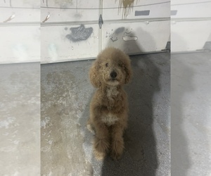 Goldendoodle Dogs for adoption in RICHTON PARK, IL, USA