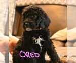 Small Photo #2 Poodle (Standard) Puppy For Sale in SPLENDORA, TX, USA