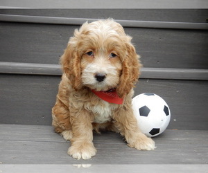 Cockapoo Puppy for sale in MILLERSBURG, OH, USA