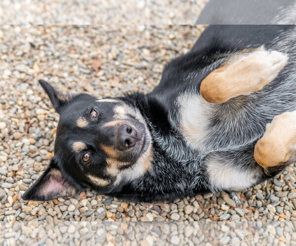 Medium Photo #3 Mutt Puppy For Sale in Hilton Head, SC, USA