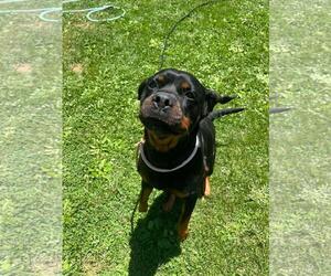 Kai - Female Rottweiler-Unknown Mix Dog for Adoption - Photo #3