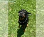Small #2 Rottweiler Mix
