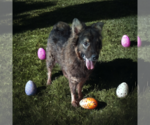 Small #2 German Shepherd Dog-Huskies  Mix