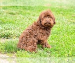 Small #3 Poodle (Toy)