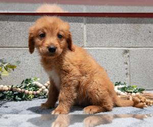 Medium Golden Retriever