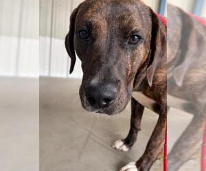 Plott Hound-Unknown Mix Dogs for adoption in Palmetto, FL, USA