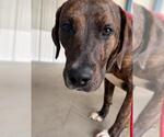 Small Plott Hound Mix