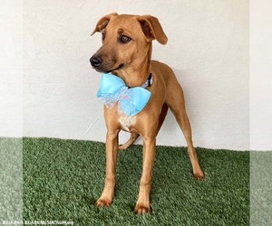 Bethany - Female Black Mouth Cur-Labrador Retriever Mix Dog for Adoption - Photo #6
