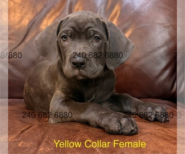Medium Photo #2 Cane Corso Puppy For Sale in LA PLATA, MD, USA
