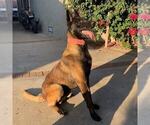 Small Photo #1 Belgian Malinois Puppy For Sale in SAN FERNANDO, CA, USA
