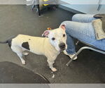 Small #2 Bullboxer Pit