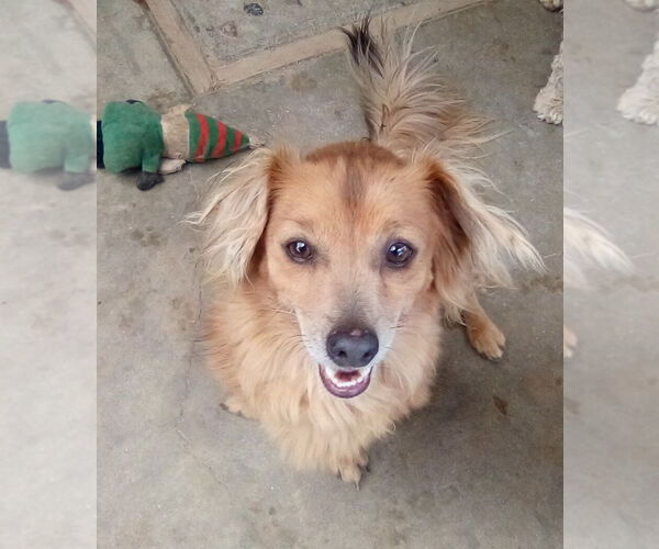 Medium Photo #4 Dachshund-Unknown Mix Puppy For Sale in Apple Valley, CA, USA