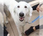 Small #3 Great Pyrenees-Retriever  Mix