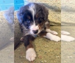 Small Photo #4 Bernedoodle (Miniature) Puppy For Sale in LAWRENCE, MI, USA