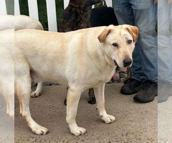 Medium Photo #5 Labrador Retriever-Unknown Mix Puppy For Sale in Newport Beach, CA, USA