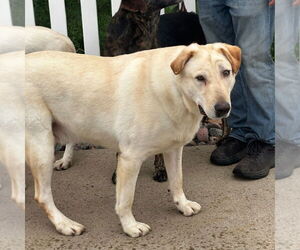 Laddie - Male Labrador Retriever-Unknown Mix Dog for Adoption - Photo #5