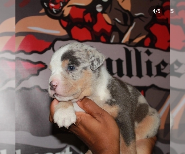 Medium Photo #7 American Bully Puppy For Sale in HIRAM, GA, USA