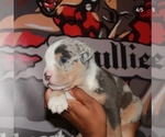 Small Photo #7 American Bully Puppy For Sale in HIRAM, GA, USA