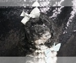 Puppy Mojito Poodle (Miniature)