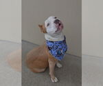 Small American Pit Bull Terrier Mix
