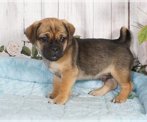 Jug Puppy for sale in PENNS CREEK, PA, USA