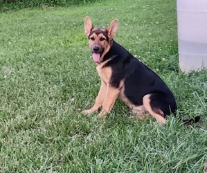 German Shepherd Dog Puppy for sale in WOODBURN, KY, USA