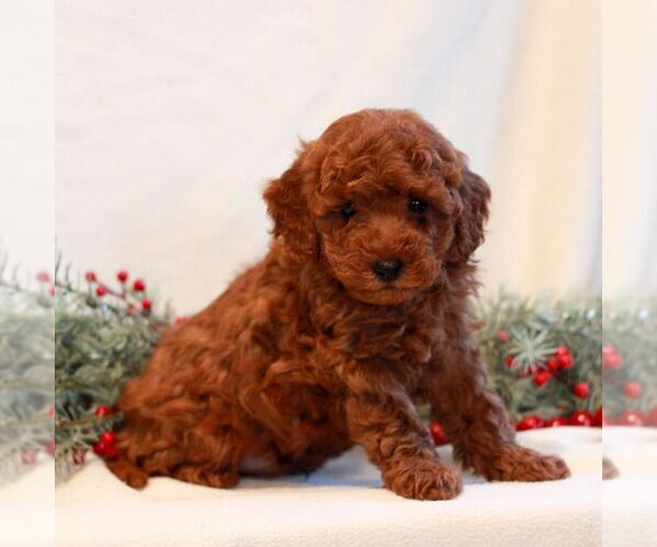 Medium Photo #3 Goldendoodle (Miniature) Puppy For Sale in LITITZ, PA, USA