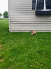 Beabull Puppy for sale in DUNDEE, OH, USA