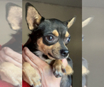 Small #2 Chihuahua