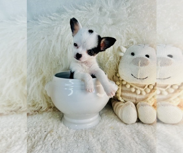 Medium Photo #4 Chihuahua Puppy For Sale in BOSTON, MA, USA