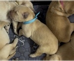 Small #3 Golden Retriever