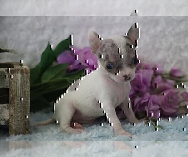 Medium Photo #18 Chihuahua Puppy For Sale in DACULA, GA, USA