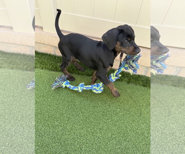 Medium Photo #2 Rotterman Puppy For Sale in Lake Elsinore, CA, USA