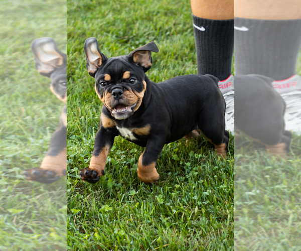 Medium Photo #1 English Bulldog-Olde English Bulldogge Mix Puppy For Sale in MILFORD, IN, USA