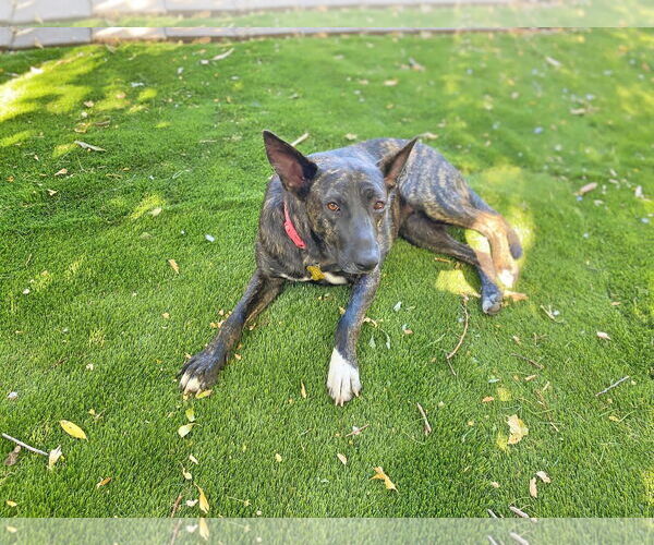 Medium Photo #12 Dutch Shepherd -Unknown Mix Puppy For Sale in Sandy, UT, USA