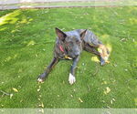 Small #11 Dutch Shepherd  Mix