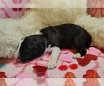 Small Photo #36 Border Collie Puppy For Sale in NORBORNE, MO, USA