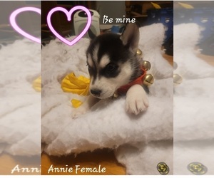 Siberian Husky Puppy for sale in TROY, MO, USA