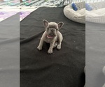 Small #4 French Bulldog